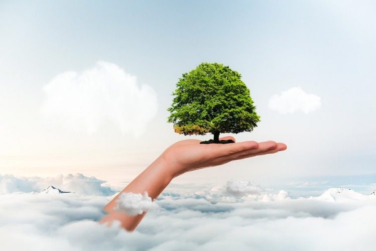 Certificarea FSC si avantajele consultantei de specialitate